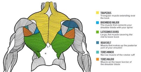 It permits movement of the body, maintains posture and circulates blood throughout the body. Imagine similară | Upper back muscles, Back muscles, Anatomy reference