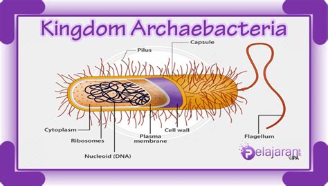 Pengertian Kingdom Archaebacteria Ciri Ciri Klasifikasi Kingdom