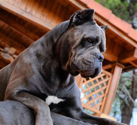 What happens every moment of those first few weeks determines the dog's lifetime experiences. Cane Corsos breeding - Cane Corso puppies for sale - Buy ...