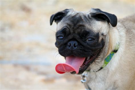 Wallpaper Pug Muzzle Dog Protruding Tongue 4272x2848