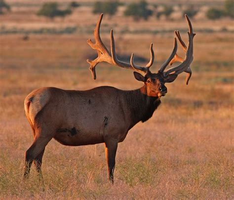 Hanford Bull Elk Washington Animals Pinterest