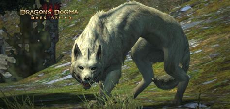 | see more beautiful wolf wallpapers, awesome wolf looking for the best wolf wallpaper? Direwolf | Dragon's Dogma Wiki | Fandom