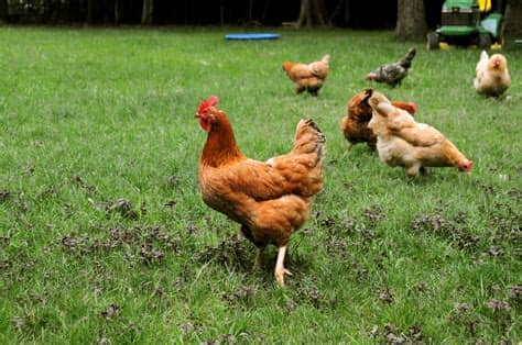 How do i protect my chickens? Backyard chickens provide fun way to enjoy fresh eggs ...