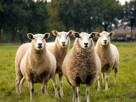 Are People Behaving Like Sheeple The Cause Of The Climate Crisis