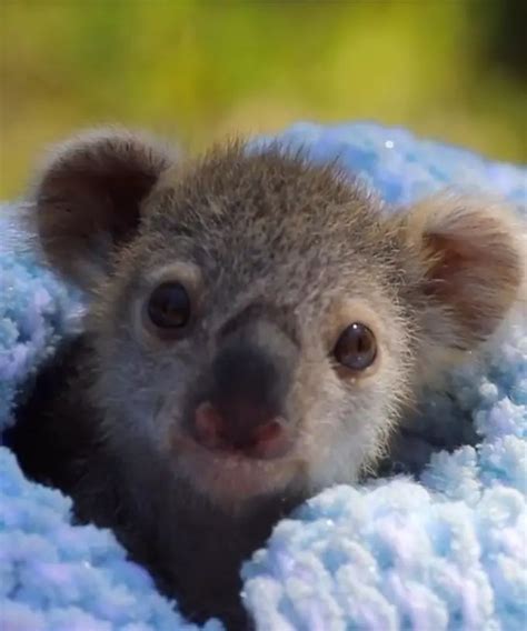 The Baby Koala Taking The World By Storm Cute Animals Cute Funny