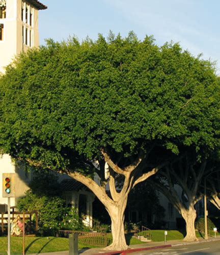 This tree could only be obtained through mystery seed produced by arjuna tree. Indian Laurel Fig | Drought Tolerant Trees | San Diego