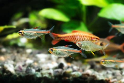 13 Awesome Types Of Tetras Complete Tetra Species Guide Bya