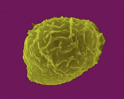 Granulocytic White Blood Cell 2 By Dennis Kunkel Microscopyscience