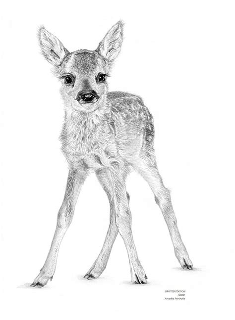 Fawn Baby Roe Deer British Wildlife Limited Edition Art Pencil Etsy