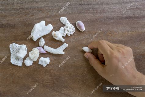 Cropped Image Of Man Picking Up Shells From Wooden Table People Coral Stock Photo