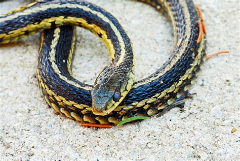 Garter Snake Stock Photos Pictures And Royalty Free Images Istock