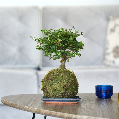 Chinese Broom Style Bonsai Tree Etsy