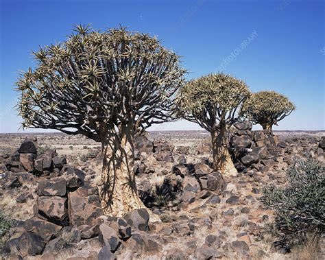 Bläddra bland 2 046 tree aloe bildbanksfoton och bilder, eller påbörja en ny sökning för att utforska fler. Quiver trees (Aloe dichotoma) - Stock Image - B620/0397 ...