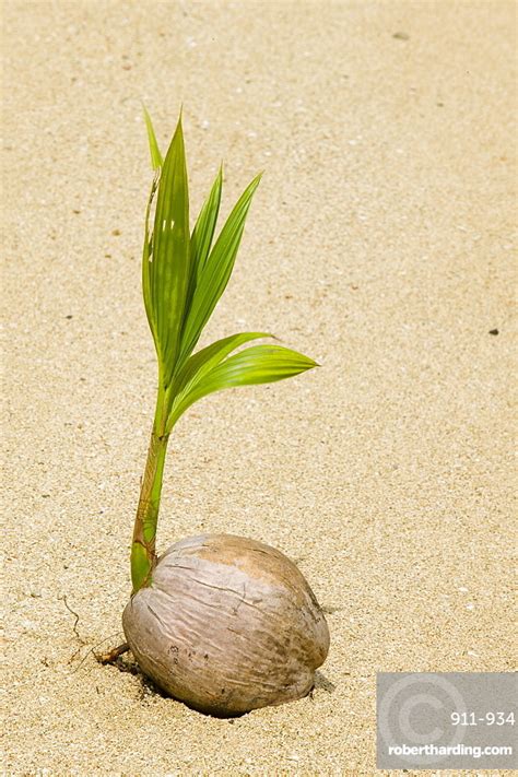A Coconut Sprouting On A Stock Photo