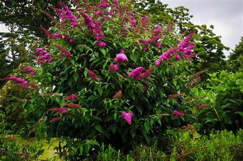 Royal Red Butterfly Bush For Sale The Tree Center