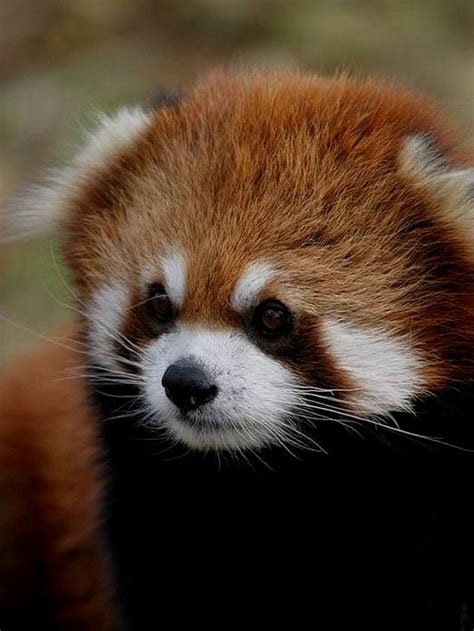 Pin By Doglove On Panda Red Panda Baby Red Panda Animals Beautiful