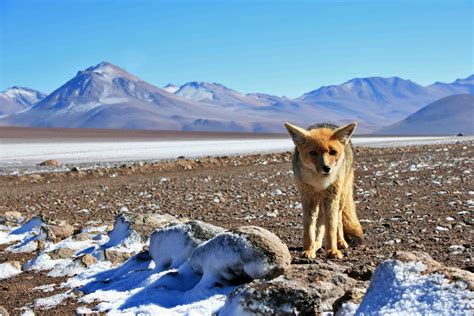 Andean Fox Fox South America Animals And Pets