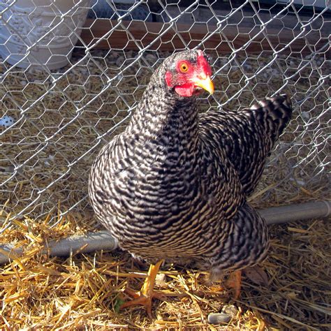 Australorp chickens are a great choice for any flock owner. Meet the Girls (and learn about three backyard chicken ...