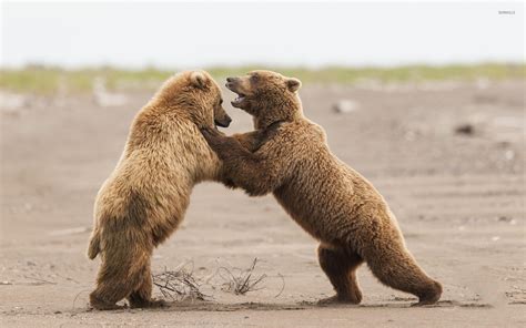 Bear Cubs Fighting Wallpaper Animal Wallpapers 42035