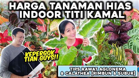 Buka2an Harga Tanaman Hias Titi Kamal Tips Rawat Aglonema And Calathea Giveaway Suksom Jaipong