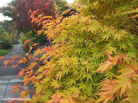 We want to see it for a while. Japanese maple with red stems | Sara's Fave Photo Blog