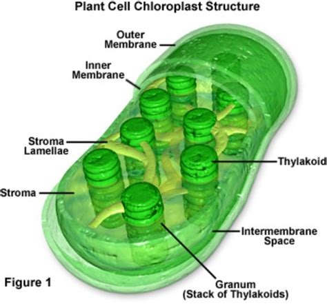 Extra facts  chloroplast has a double membrane around them. 10 Facts about Chloroplast | Fact File