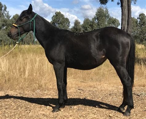 2 Year Old Stock Horse Quarter Horse Filly Horses And Ponies Gumtree