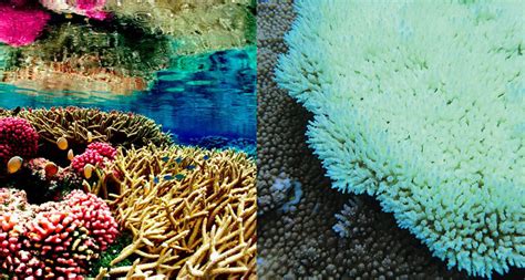 Current Coral Bleaching Event Is The Longest Known