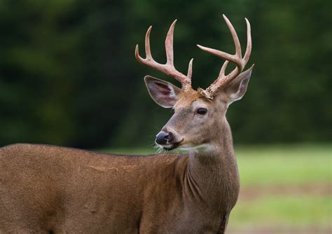 Go Ahead If You Want To Eating Venison Wont Give You Lyme Disease