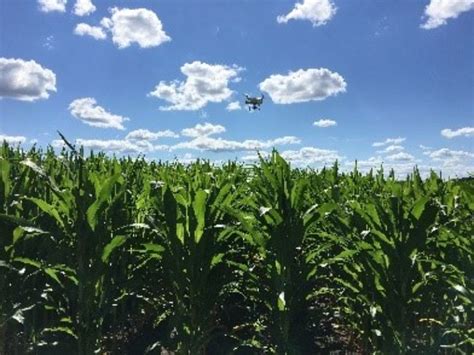 Differentiating Nitrogen Treatments With Spectral Reflectance Corn