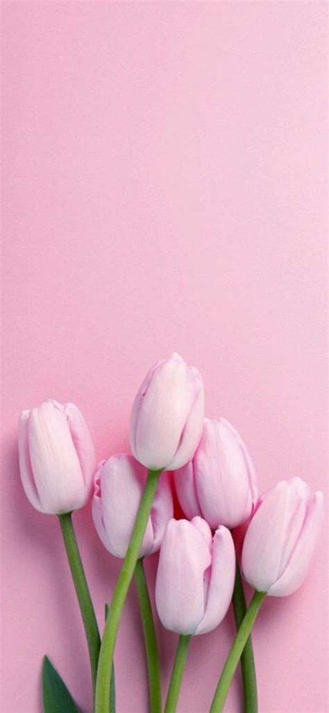 flowers iphone wallpapers backgrounds templatefor