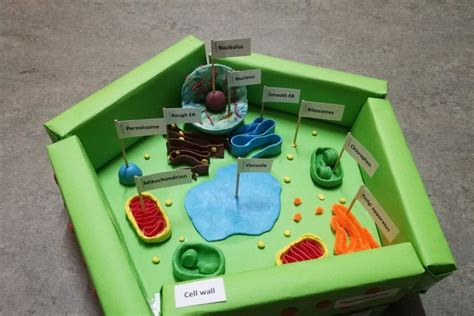 How To Make A Plant Cell Model With House Materials Noticias Modelo