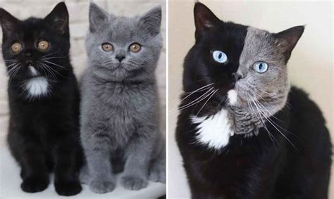 The Famous Two Tone Face Cat Is The Father Of Two Kittens Who Shared