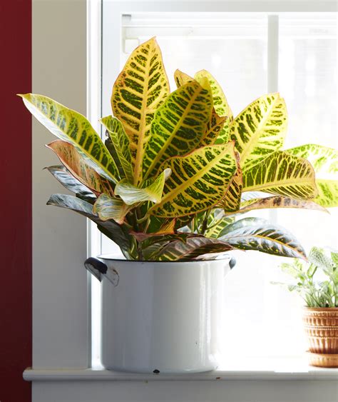 Plants with red leaves add a pop of color with maximum impact and can really brighten up the garden. Celebrate National Indoor Plant Week with Costa Farms