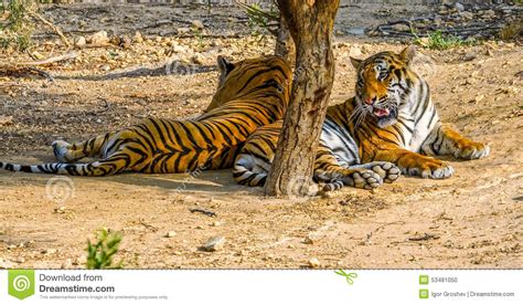 Tigers In The Shade Stock Photo Image Of Striped Tranquil 53481050