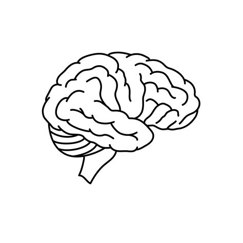 Human Brain Anatomy Side View Outlined Vector Illustration Isolated On