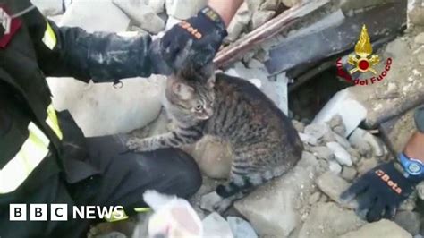 Cat Rescued From Rubble Days After Italy Quake Bbc News