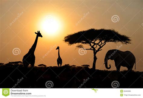 Giraffes And Elephant With Acacia Tree With Sunset Stock Photo Image