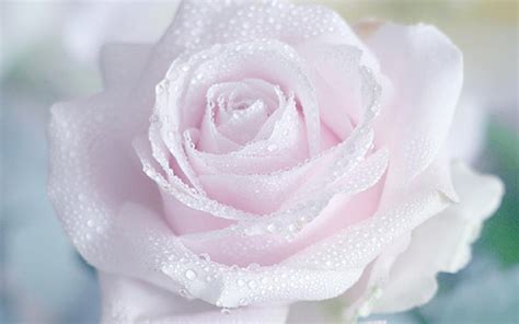 Trandafirul Floarea Dragostei Poze Imagini Desktop