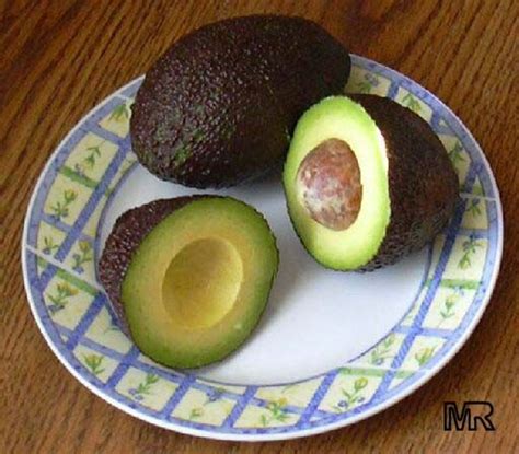 It originated in 1910 in pasadena california and. This variety is similar to Mexicola but much larger fruit ...