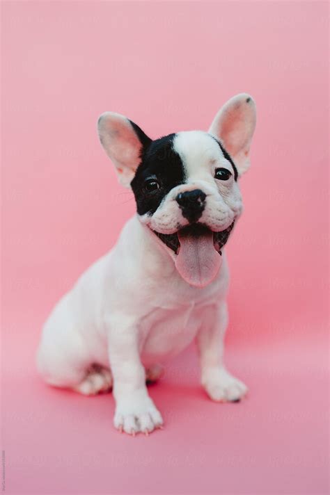 French Bulldog Puppy On Pink Background By Brat Co For Stocksy United