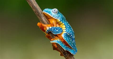 Amphibians Different Types Definition Photos And More A Z Animals