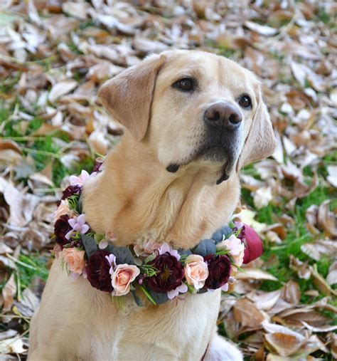 Burgundy Peach Flower Collar For Dog Wedding Collar Dog Floral Etsy