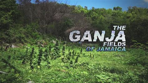 Jamaican Ganja Fields 2017 4k Youtube