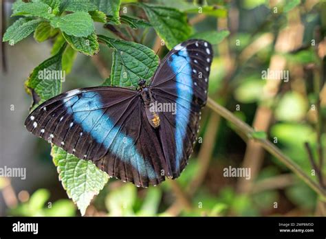 Morpho Peleides El Morfo Azul De Peleides Morfo Común Es Una Mariposa