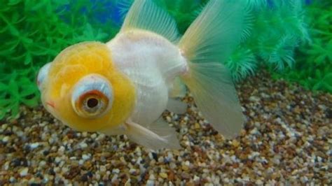 Ikan koki merupakan salah satu ikan hias yang hidup di air tawar. 6 Jenis Ikan Mas Koki Termahal dengan Warna yang Cantik ...