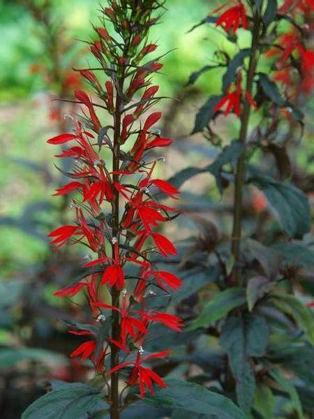16 Perennials That Attract Hummingbirds To Your Garden Hummingbird