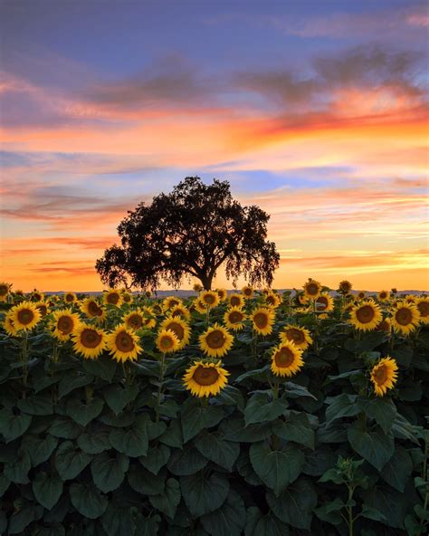 Expose Nature Sunflowers At Sunset In Woodland California Oc