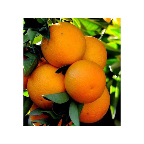 Orange Douce Bio 000070 350