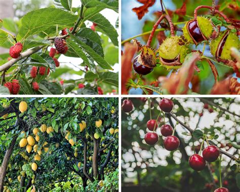 Details 48 árboles Frutales Que Crecen En Sombra Abzlocalmx